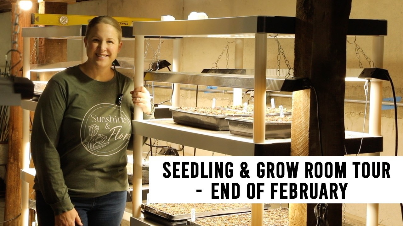 Seedling & Grow Room Tour : End of February