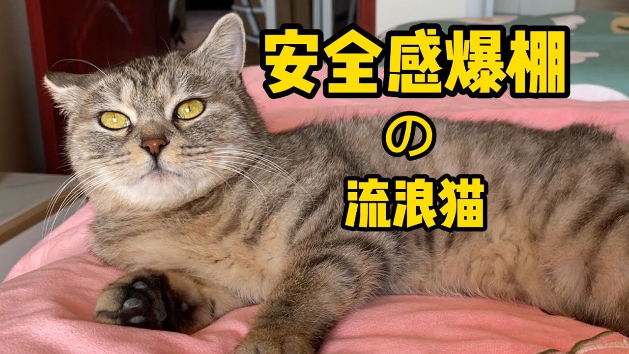 当捡回来的流浪猫太有安全感