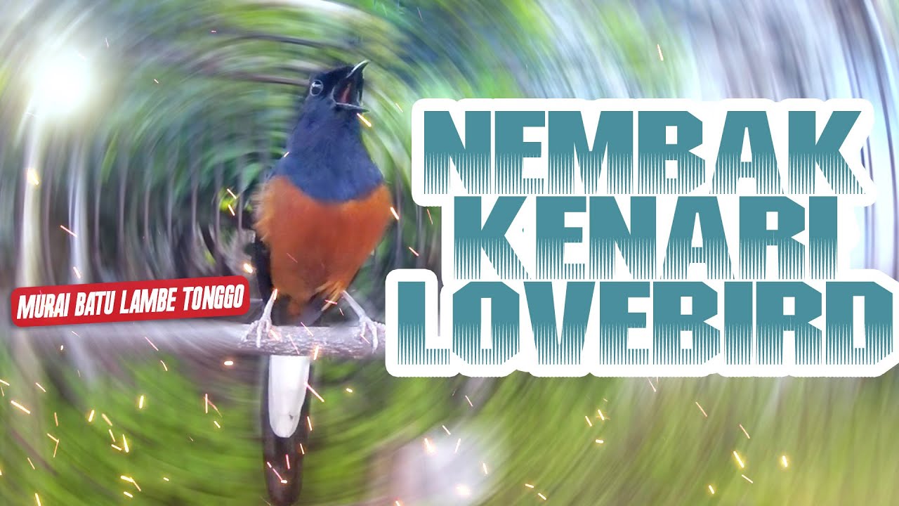 EDISI SPESIAL!! MURAI BATU GACOR TEMBAKAN LOVEBIRD & KENARI PANJANG COCOK UNTUK MASTERAN