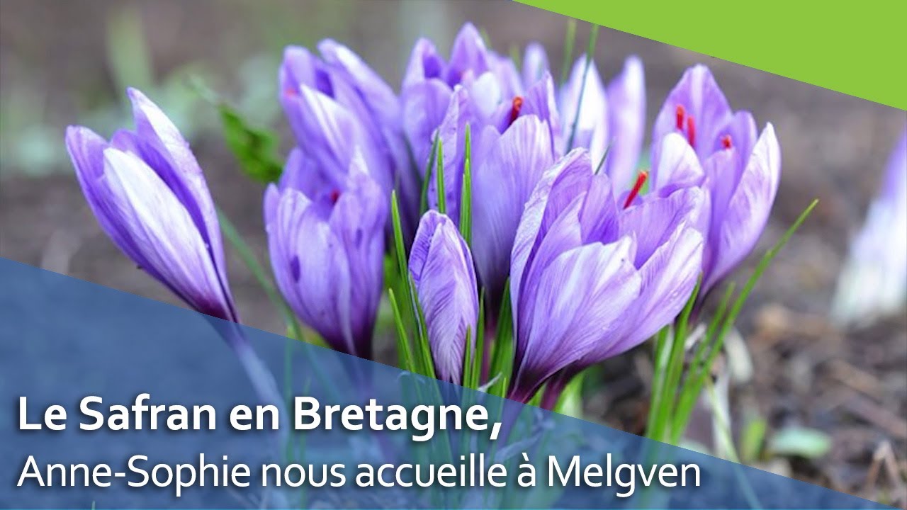 Le safran, de l'or rouge en Bretagne