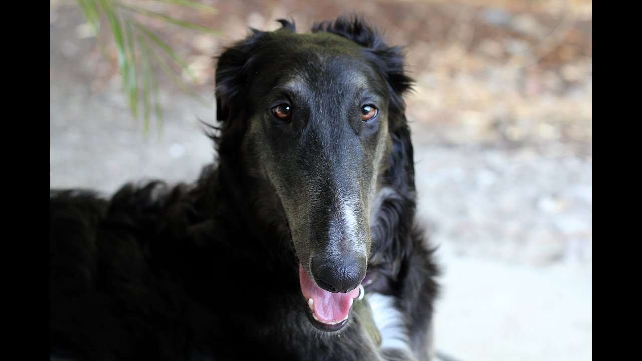 Bandit the Borzoi