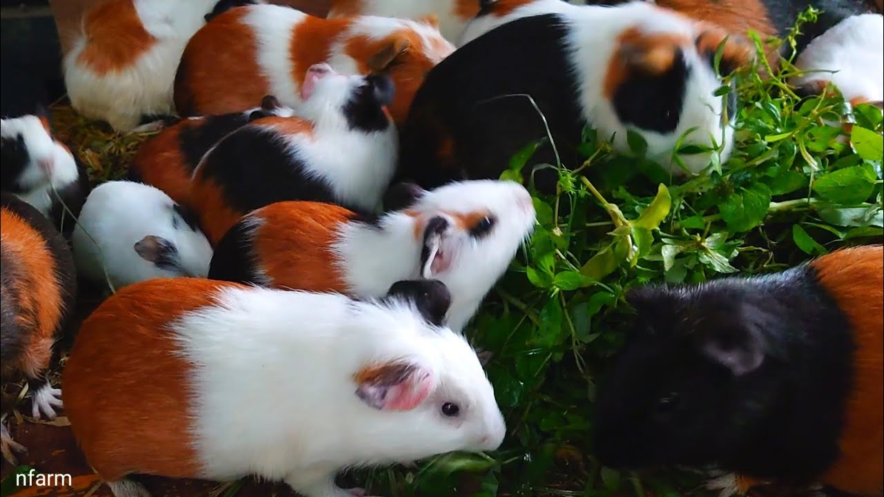 Guinea pig eating ASMR,fat Guinea pig eating, relaxing Guinea pig videos, guinea pig pet 
