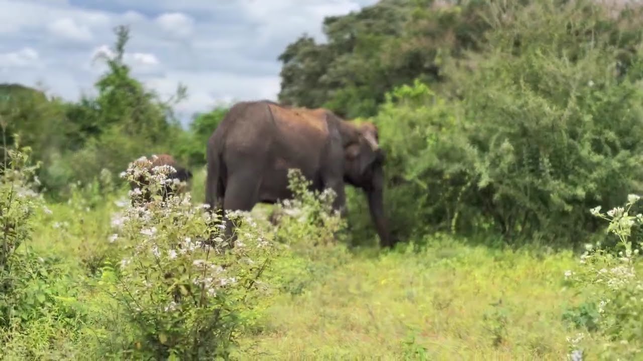 Exploring Udawalawa