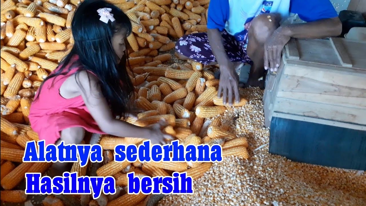 Alat perontok / pemipil jagung sederhana / corn sheller corn thresher