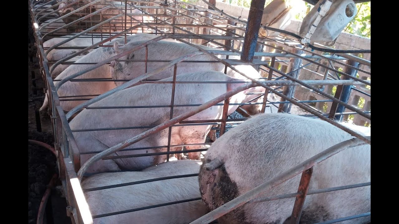 Estr&eacute;s por calor: influencia sobre la fisiolog&iacute;a, comportamiento productivo y reproductivo del cerdo