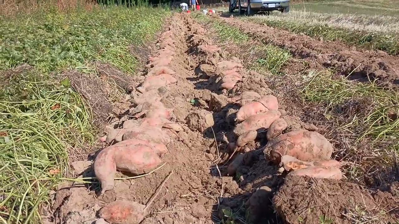 Week 14 Over 3000 LBS of Sweet Potatoes Dug!