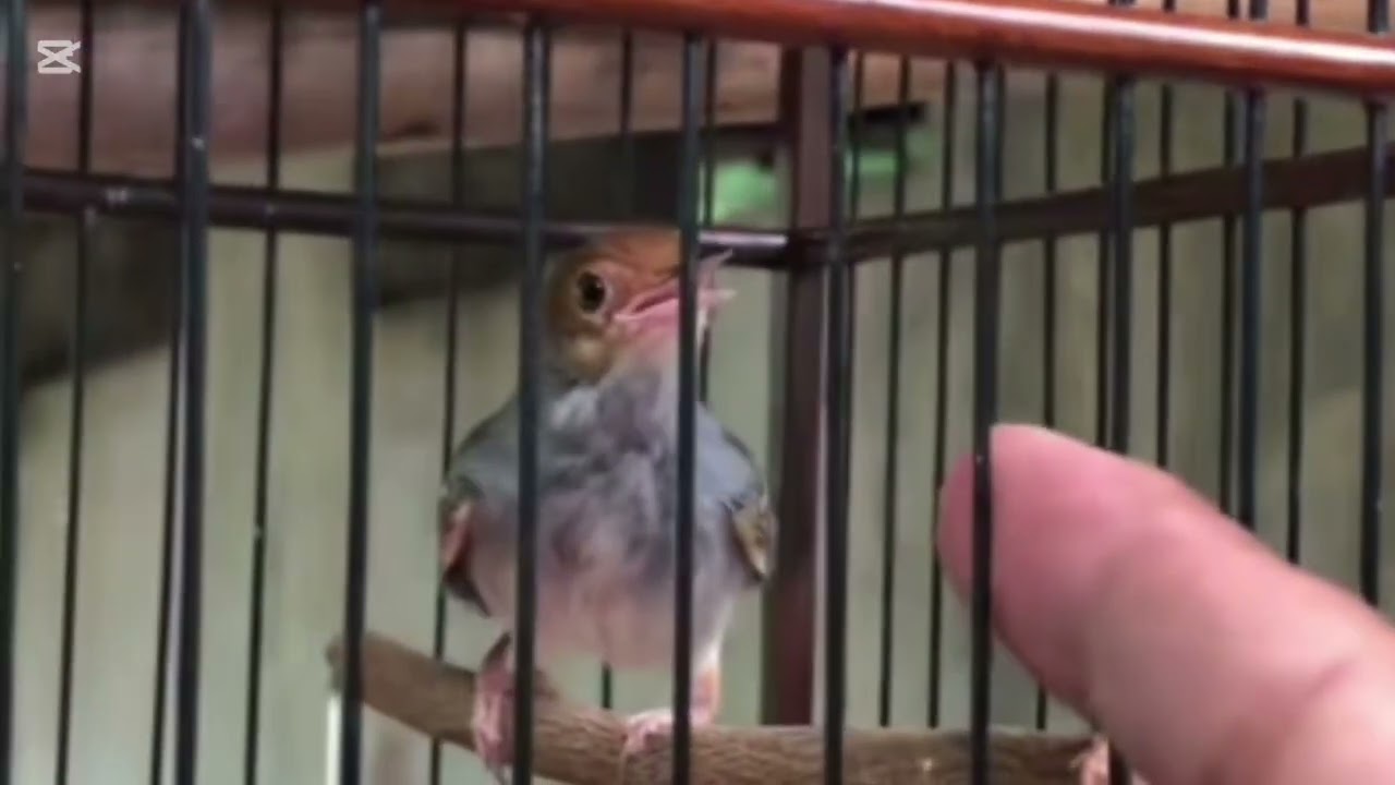 PRENJAK GACOR SADIS !! SUARA PANJANG JERNIH KRISTAL & TAJAM 23 November 2025