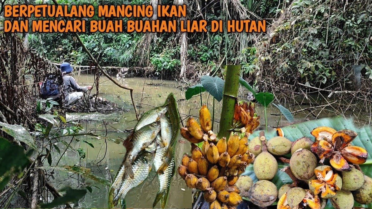 Berpetualang menelusuri hutan, Mancing ikan dan menemukan buah buahan liar | Kang Kumang