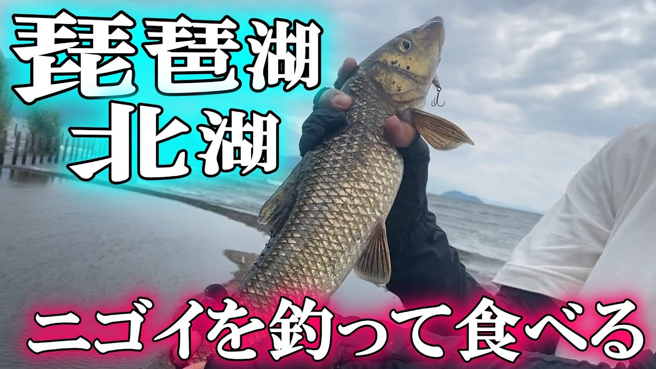 琵琶湖の魚がめちゃくちゃ美味しいって聞いたからニゴイを釣って食べてみた