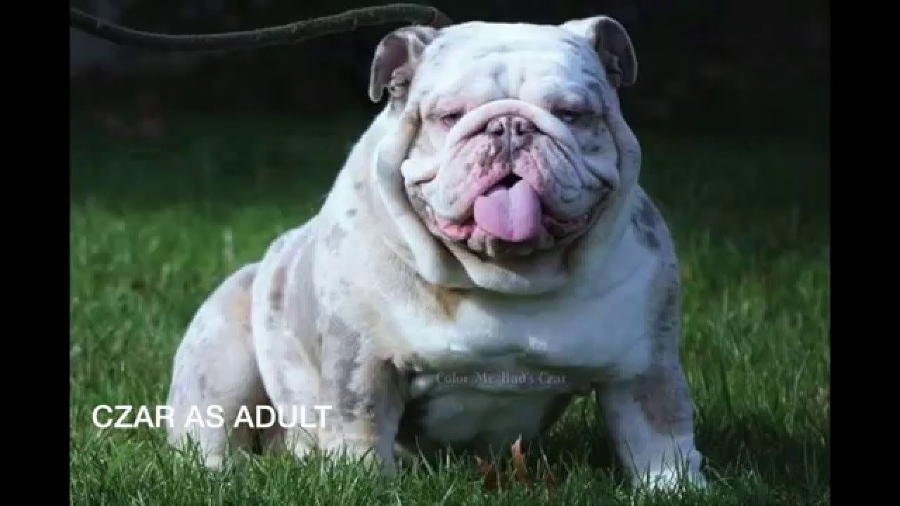 Lilac Tri Merle English Bulldog Male 3 weeks  www.jbbullies.com