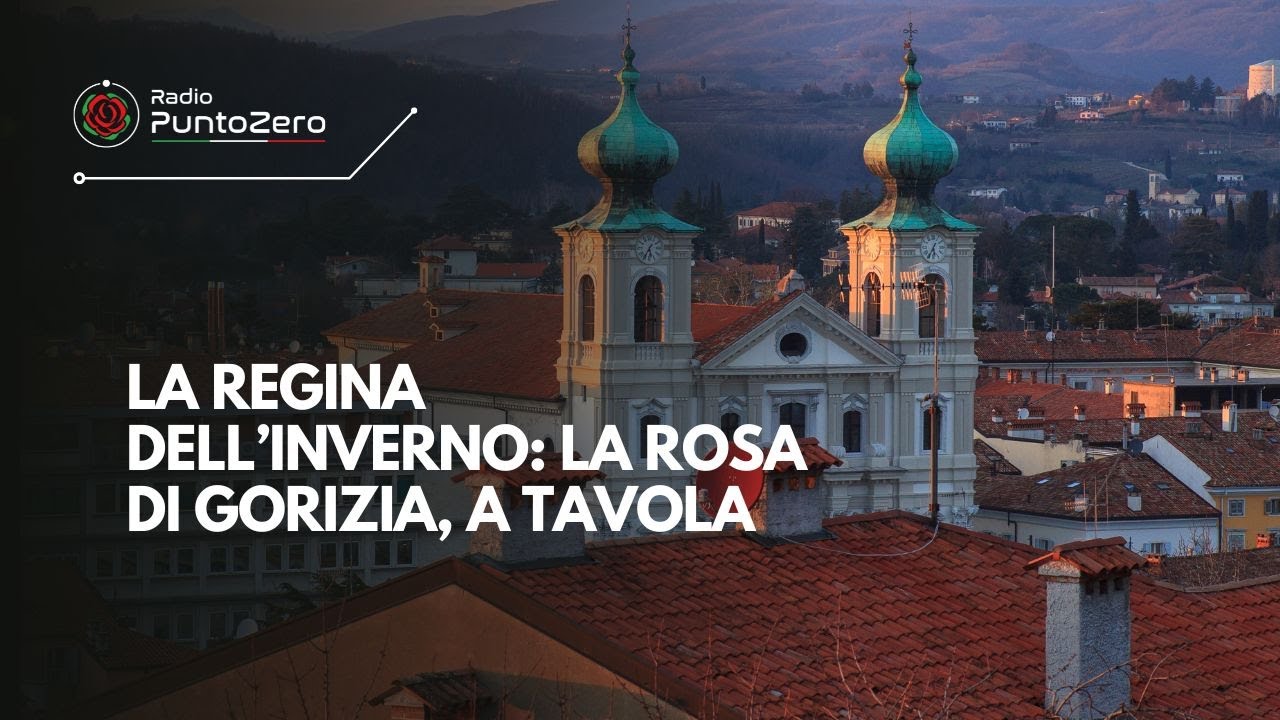La regina dell’inverno: la Rosa di Gorizia, a tavola