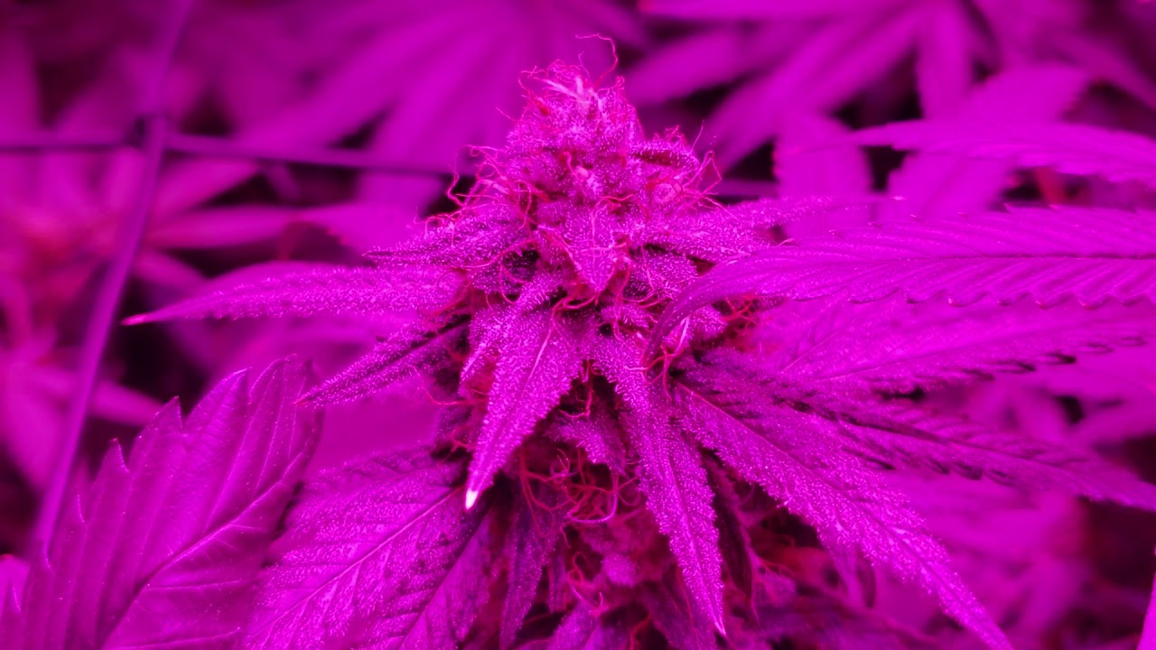 Bestva 2000w  day 14 flower