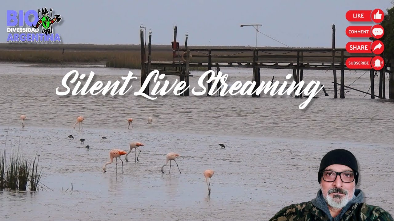 Silent Live Streaming - Buenos Aires - Argentina #relaxing #livestream #argentina