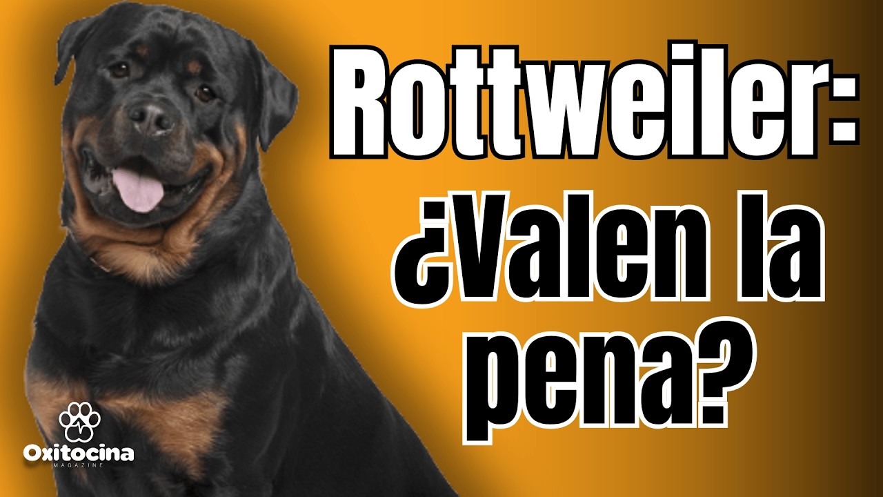 ¿Vale la pena tener un Rottweiler? Ventajas y desventajas explicadas