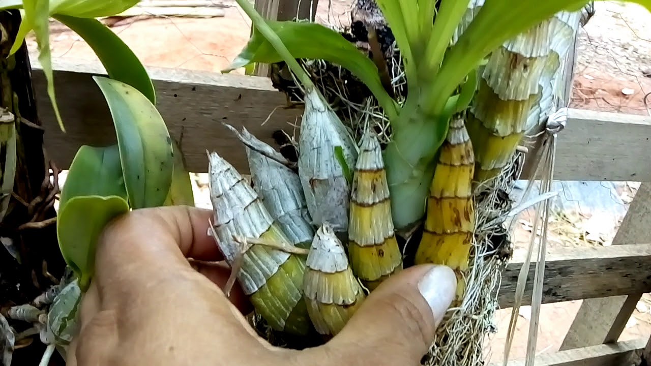 Como fazer seus pseudobulbos dos catasetum brotarem.