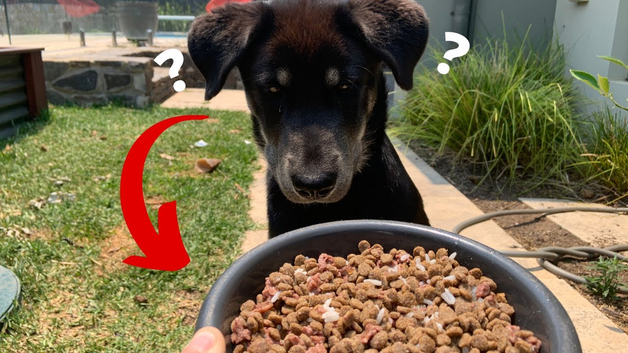 What Feeding Dinner To My Labsky Looks Like?