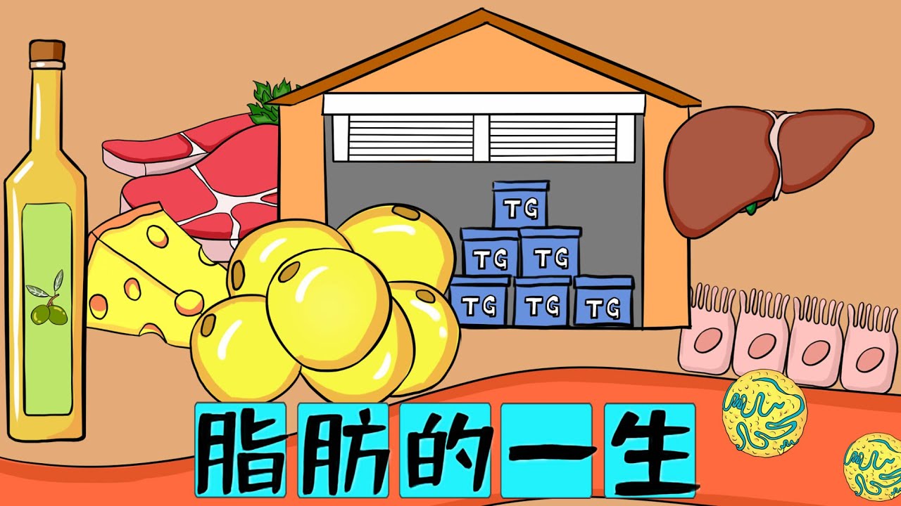 医学手绘动画 | 脂肪一生【脂肪合成、运输、分解】秒懂脂肪肝、高血脂病因Medical animation |fat synthesis, transportation, decomposition