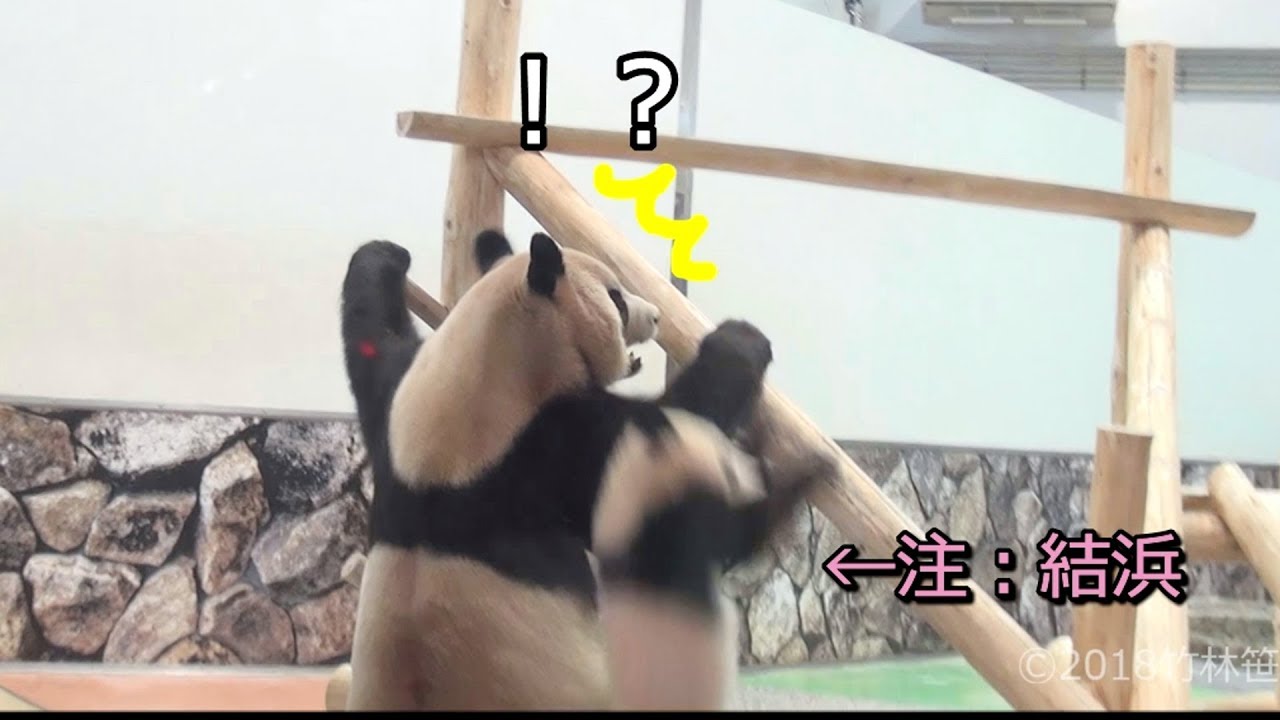 【伝説の事件!?✨】あわてちゃった結浜🐼New遊具で大車輪ッ🎀💦【親子パンダ】Giant Panda -Yuihin&Rauhin-☆Large rotation