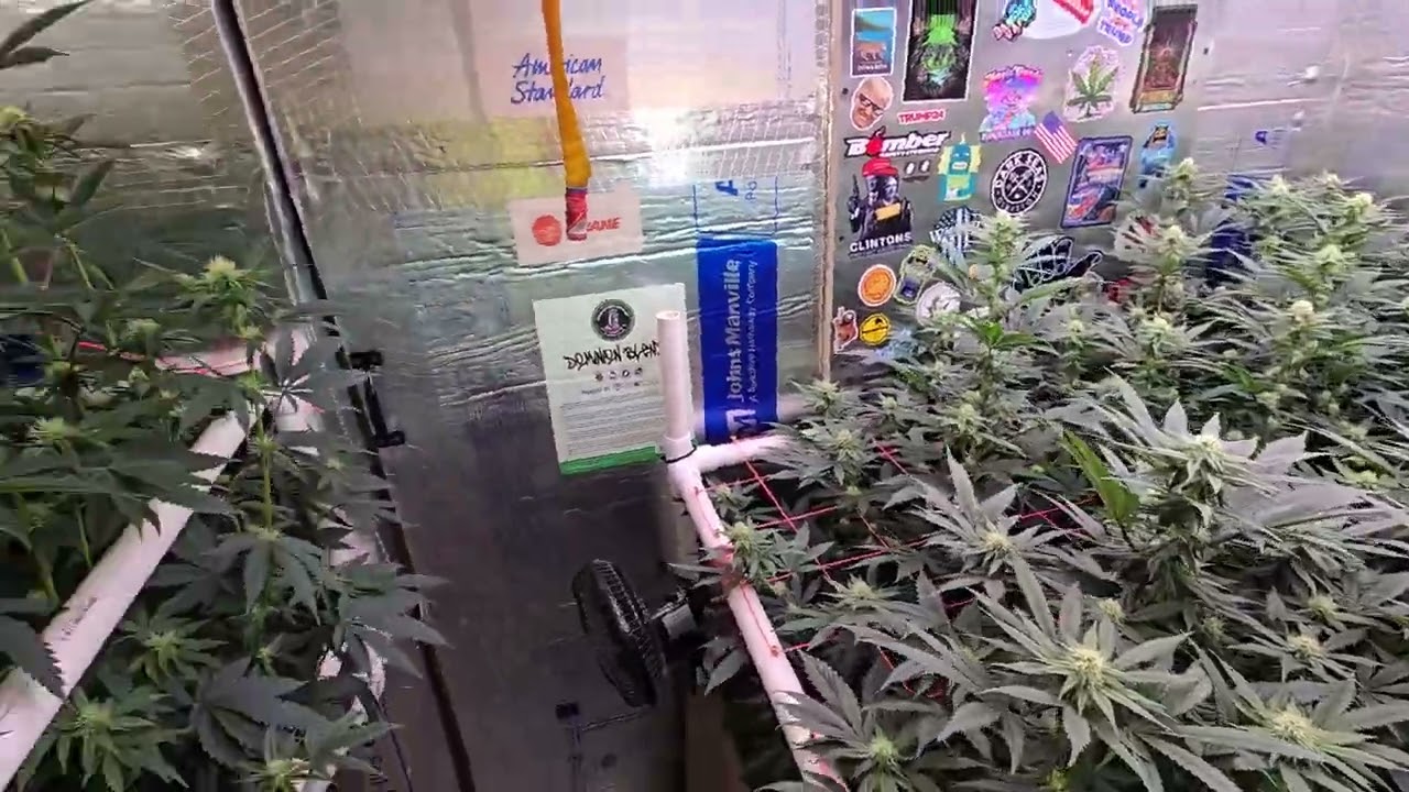 organic living soil seed to harvest flower week 3 @BuildASoil @WelcometoTheGrowTent
