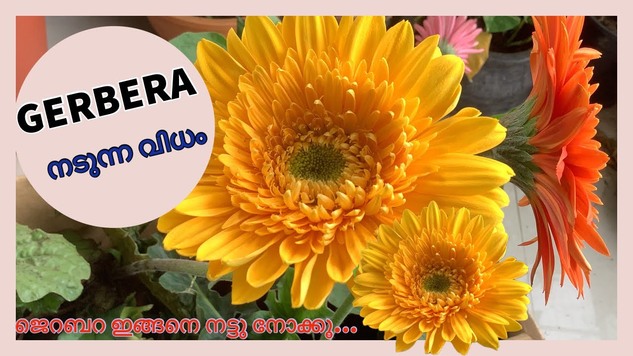 ജെറബറ  ചെടി നടുന്ന വിധവും പരിപാലനവും /How to  plant Gerbera / Gerbera plant care in Malayalam