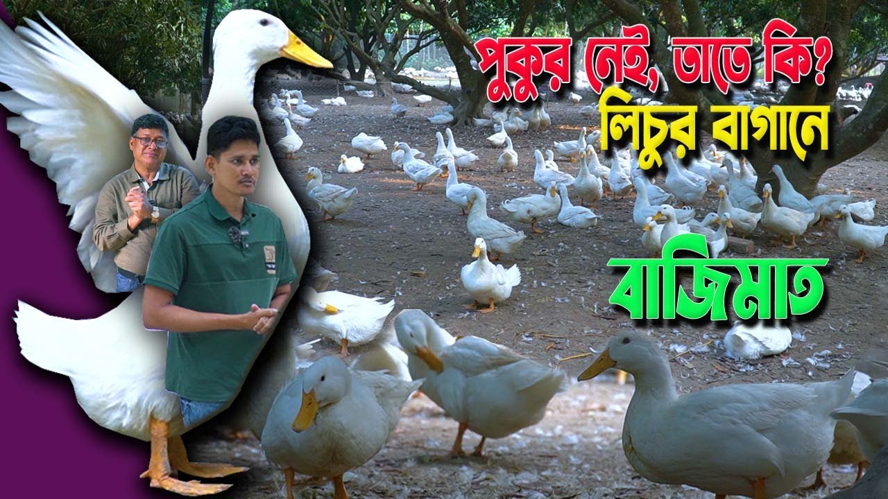 পুকুর নেই, তাতে কি? লিচুর বাগানে বাজিমাত। পানি ছাড়া হাঁসের বিশাল খামার! হাঁস পালনের নতুন ফর্মুলা
