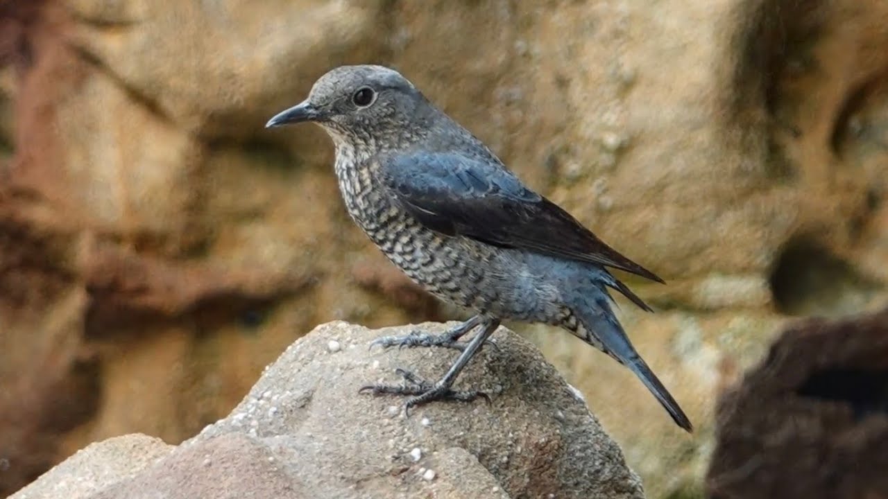 BLUE ROCK THRUSH perched & climbing on rocks