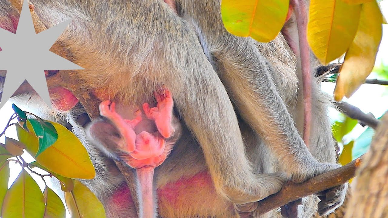 Young Mother Monkey RANY bring little Baby boy RAMOS go to the high tree baby tries hug Mama
