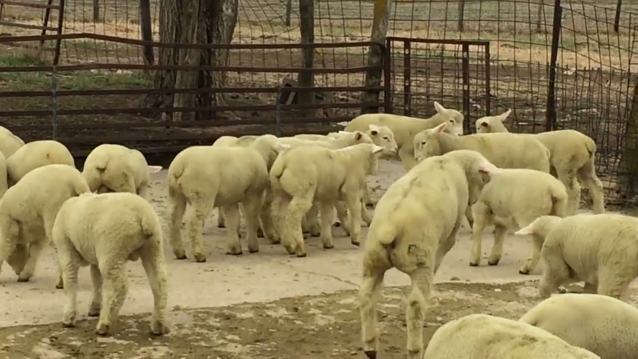 3 Ile-De-France ram lamb prospects to keep in my flock.