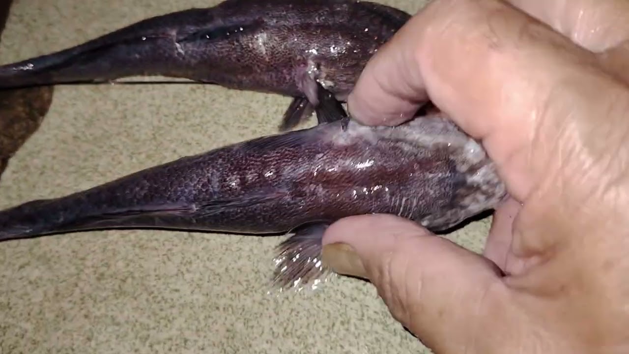IKAN ADONG (SEBARAU) SEBERAT 4KG DARI SUNGAI BALLEH, KAPIT 