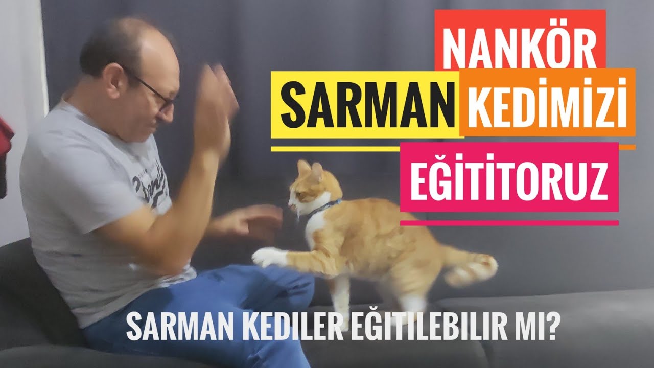Nankör kedimiz Pati'yi eğitiyoruz. Sarmanlar eğitilebilir mi?