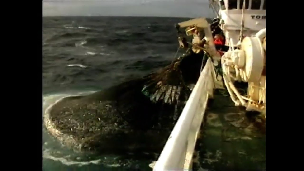 TorbasSildefiske1996NRK