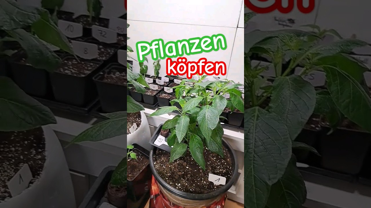 Warum Chili Pflanzen beschneiden bzw. k&ouml;pfen?