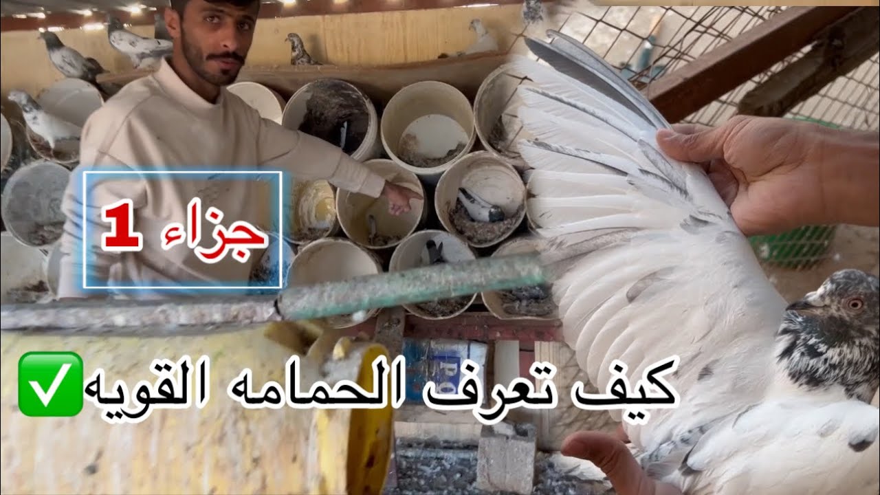 الجزاء 1 كيف تعرف الحمامه الطيبه و القويه | مع اخوي الكبير.