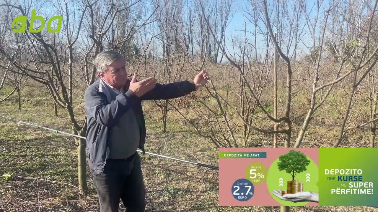 Krasitja prodhuese tek pemët bërthamore - Kumbulla