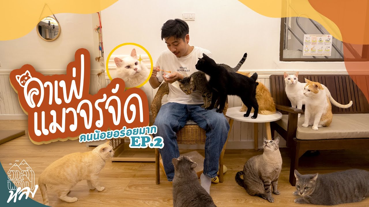 คาเฟ่แมวจรจัด Mohu Mohu Cafe !!! | อาสาพาไปหลง