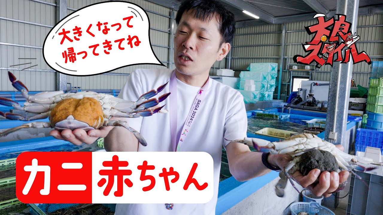 【カニの放卵＆蓄養】竹崎カニと未来へ渡る-佐賀県太良町にある旅館の取組-