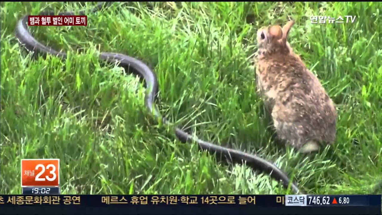[지구촌화제] 뱀과 맞서는 어미 토끼…