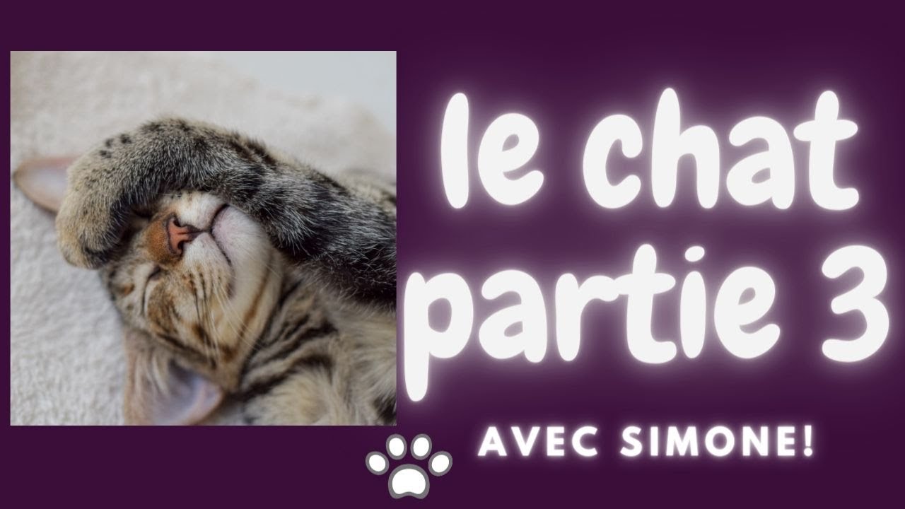 le chat partie 3 final!