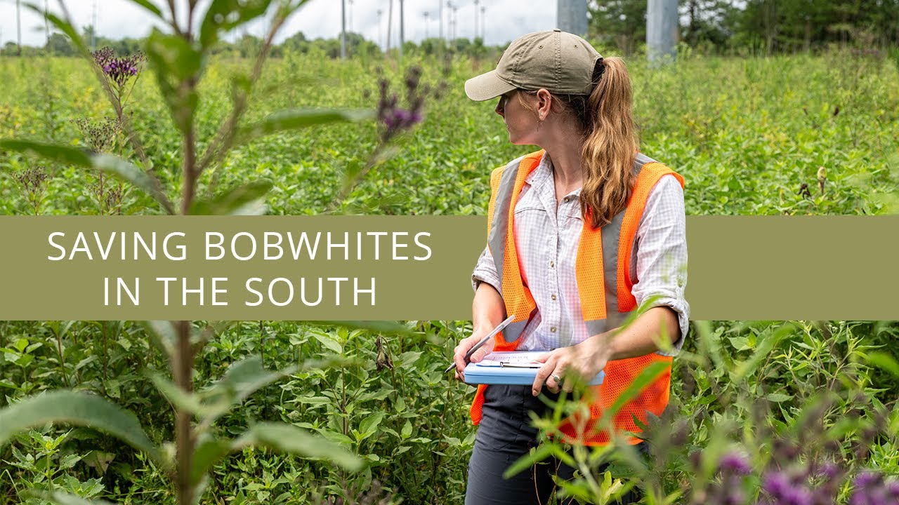 Saving Bobwhites in the South