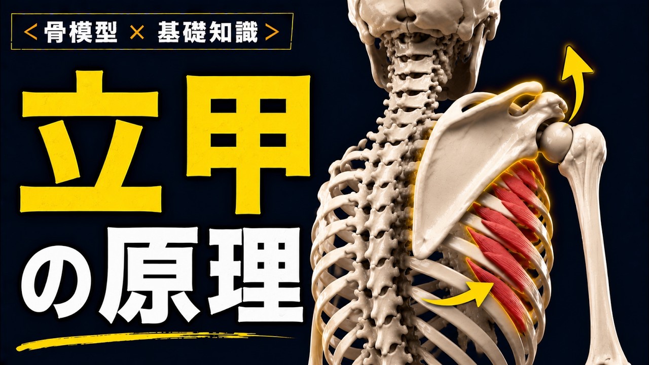 【立甲のメカニズム】肩甲骨を「立てる」とは？