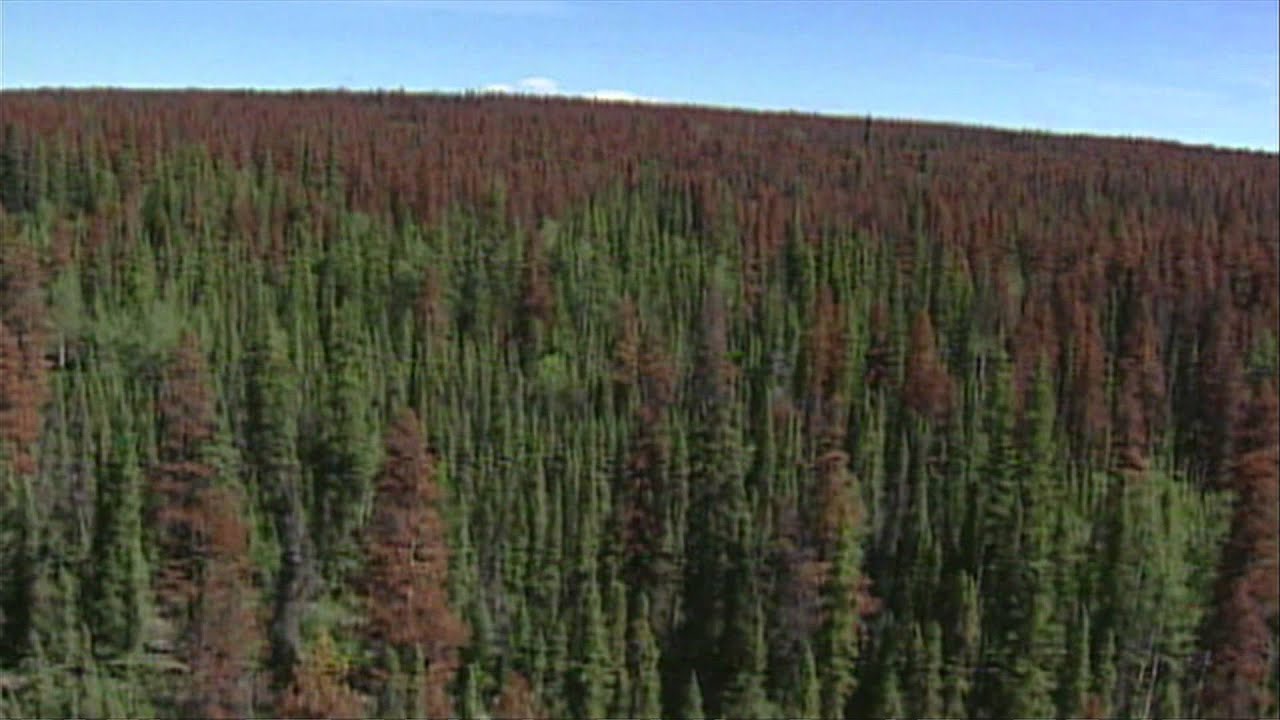 Forestry in Canada: Climate Change and Adaptive Capacity - Mark Johnston