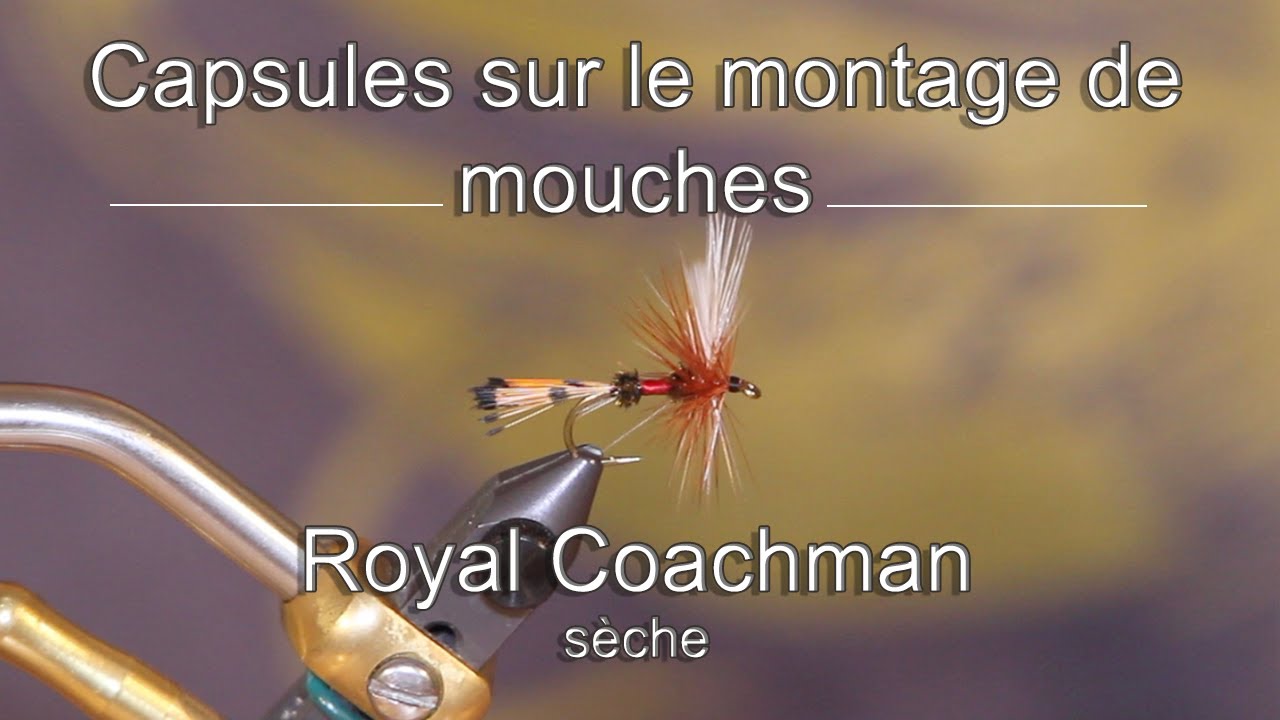 19- Royal Coachman sèche HD