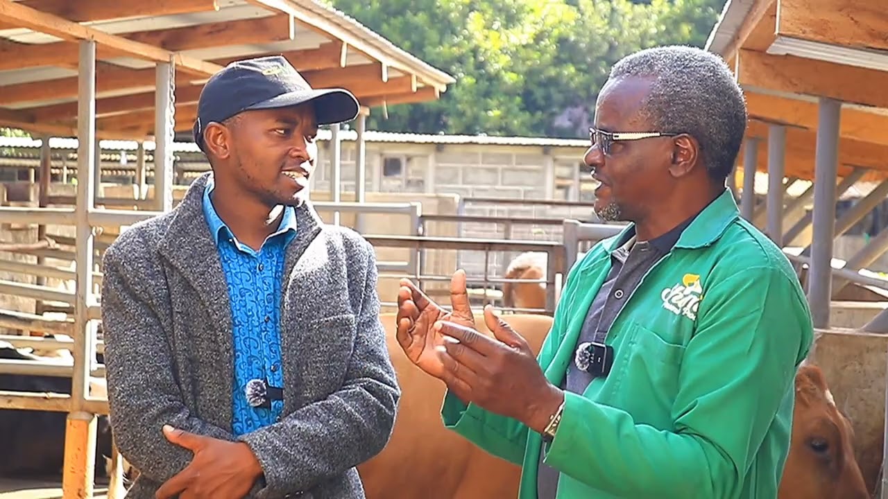 EP1-MANAGING A COW DURING CALVING