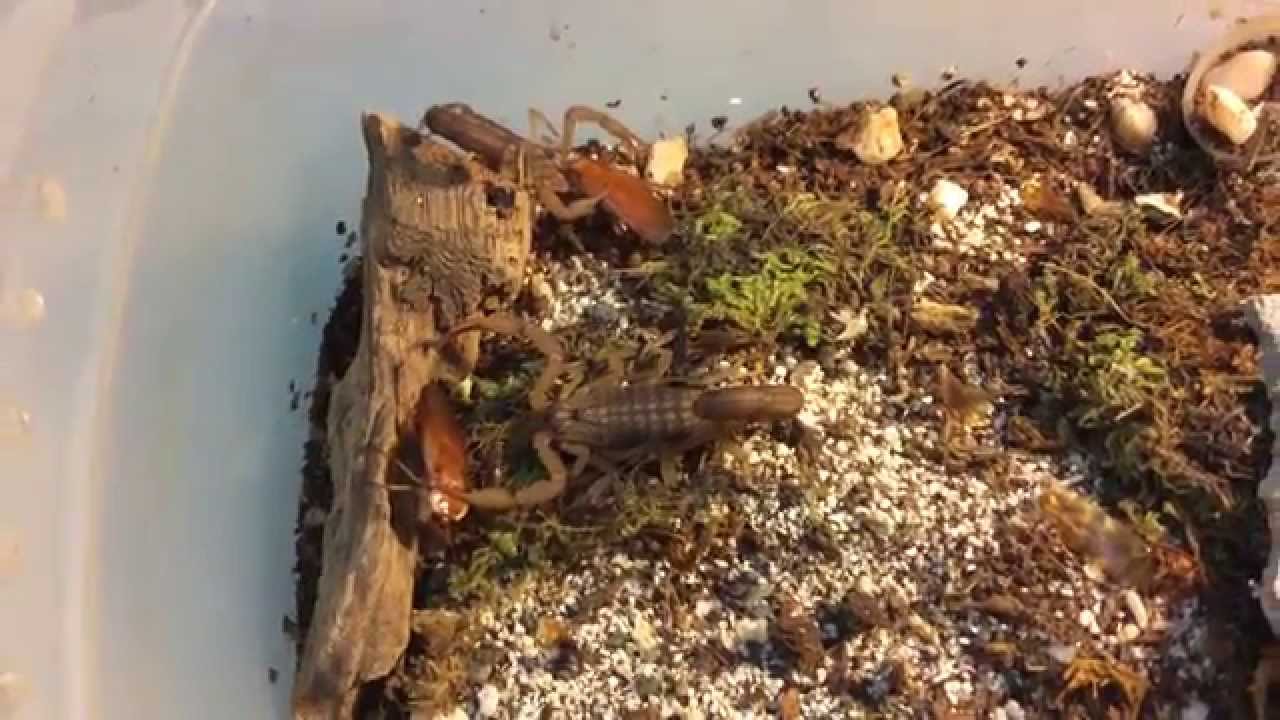 Hottentotta hottentotta feeding