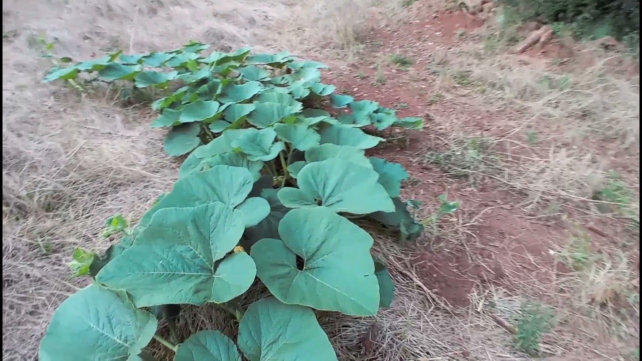 Plantação de abóbora gigante 2021! dill's atlantic giant