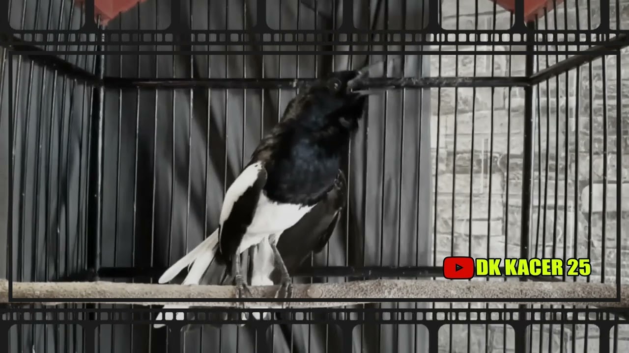 kacer gacor NGEPLONG tarung ini paling ampuh buat PANCINGAN KACER agar EMOSI NYAUT #04