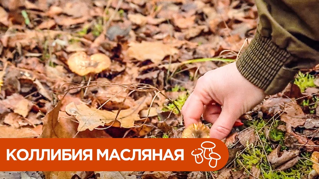 Гриб Коллибия Масляная. Где и как растет денежка масляная?