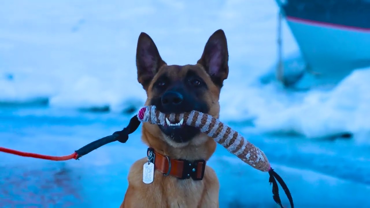 Can My Belgian Malinois Rescue Me