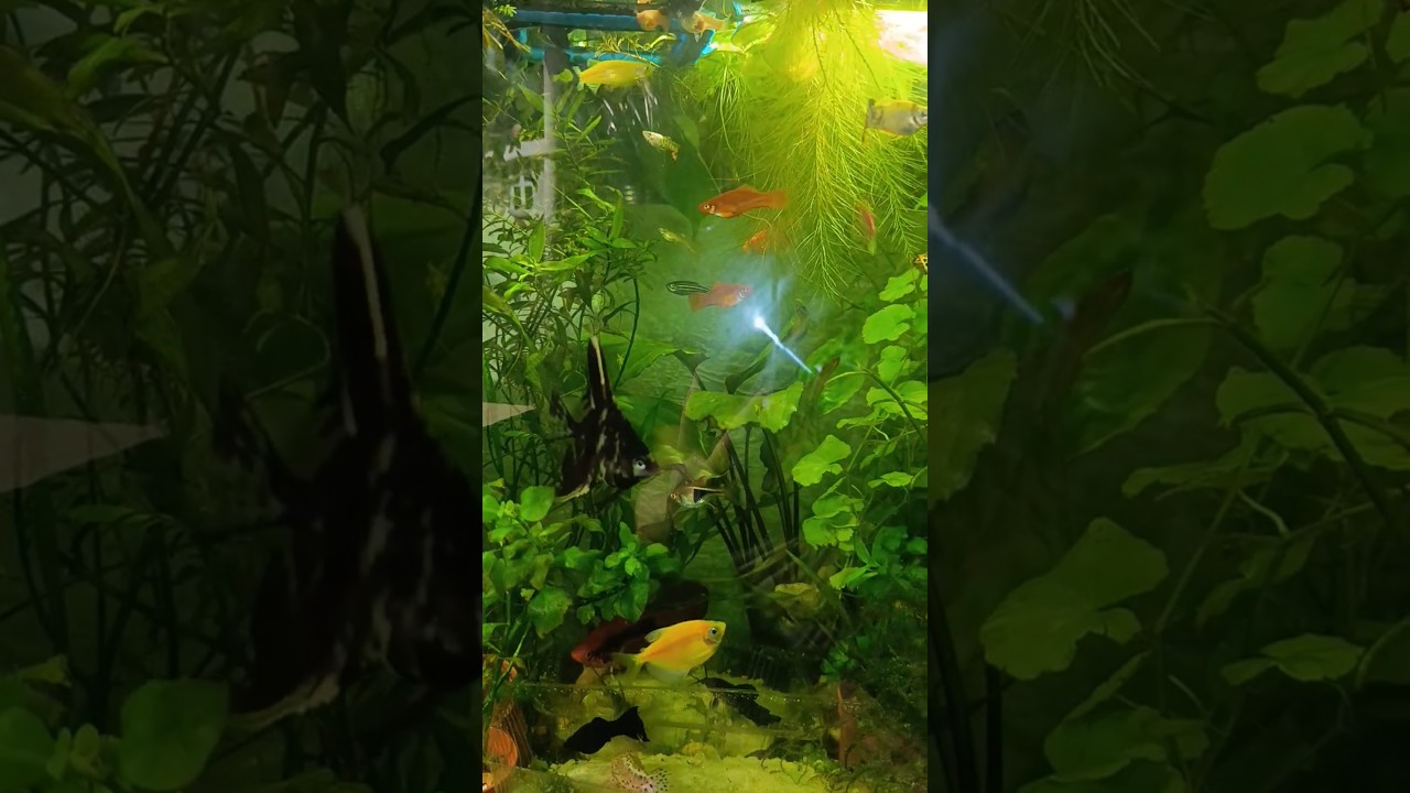 5 місяців після запуску акваріума🐠 #shorts #акваріум #аквариум #кропивницький #рибки