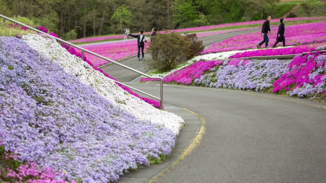 芝ざくら